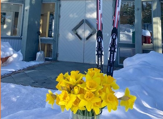 Påskeliljer i snøen foran Grønnåsen kirke