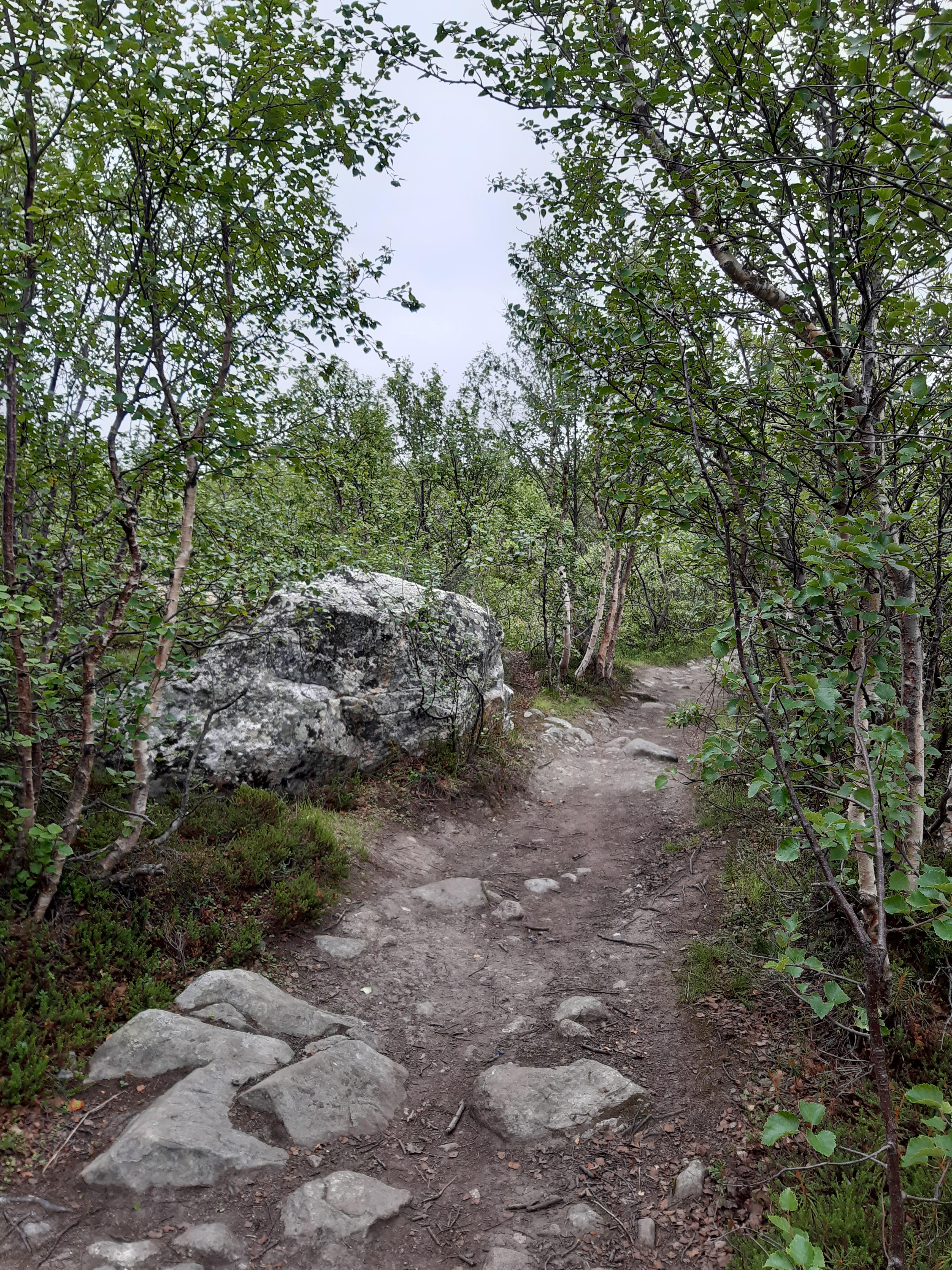 Skogssti